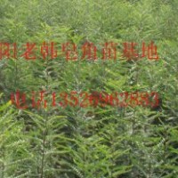 大量銷售優(yōu)惠皂角樹苗