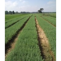 雪松花木基地：雪松，雪松苗，欒樹(shù)苗，欒樹(shù)，桂花