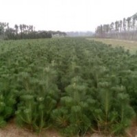 銅川苗木基地大量供應(yīng)油松、側(cè)柏等苗木
