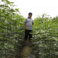 供應(yīng)山東濟(jì)寧園蠟2號(hào)速生白蠟苗