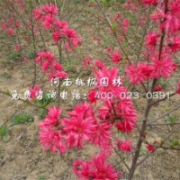 河南桃楓園林嫣紅菊花桃精選出售