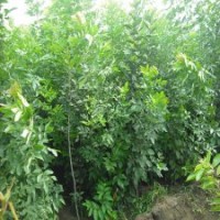 出售白蠟小苗價(jià)格，優(yōu)質(zhì)白蠟苗供應(yīng)，速生白蠟樹苗批發(fā)