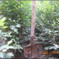 大量供應(yīng)榆樹小苗08的2角