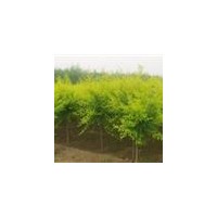榆樹價格、河北保定哪里有榆樹