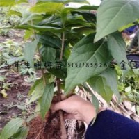 0.3-1米高臘梅花苗江蘇臘梅苗價格嫁接臘梅苗