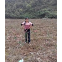 大量紅葉石楠供應(yīng)