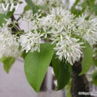 苗木-苗木供應(yīng)商（雪羅，流蘇苗，油根子）