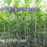 50公分河南桂花苗，80公分潢川金桂苗，1米高八月桂小苗