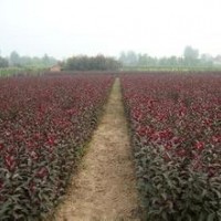 速生紅葉李，嫁接速生紅葉李，扦插紫葉矮櫻，紫葉稠李，太陽李。