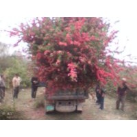 大紅桃花苗,紅葉碧桃花苗，綠葉碧桃花