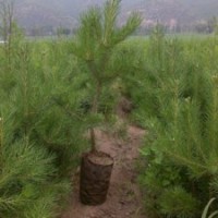 側柏 油松 黑松