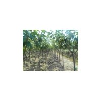 綠化苗木廣玉蘭山東廣玉蘭價格河南廣玉蘭