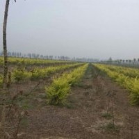 山東省嘉澤園林工程有限公司