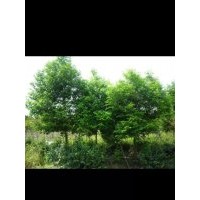 供應福安天竺桂產(chǎn)地直銷