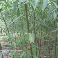 3公分垂柳價格、4公分垂柳、5公分垂柳、8公分垂柳