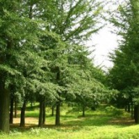 供應(yīng)2-18公分刺槐