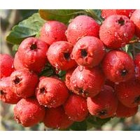 蒙山紅山楂苗，沂蒙巨型山楂苗，臨沂大甜山楂