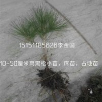 一年生黑松床苗一米高黑松小苗錦涵苗木場(chǎng)供應(yīng)各種規(guī)格黑松苗
