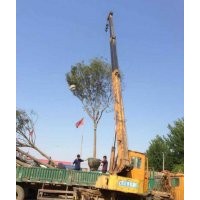 河北保定2-3-4-5-8-10-12公分國(guó)槐價(jià)格綠化苗木