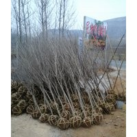 大量供應(yīng)石榴樹苗木、石榴樹盆景、盆栽石榴樹