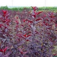 河北保定2-3-4-5-8-10-12公分紅葉李價(jià)格