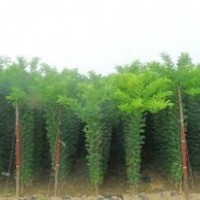 供應(yīng)、各種綠化大小苗木、