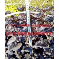 批發(fā)小苗；金葉復(fù)葉槭、金葉水臘、金紫風(fēng)箱果
