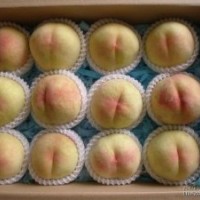 低價出售冬青苗