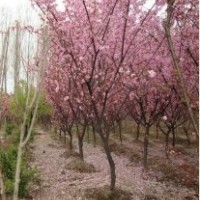 本苗木基地常年供應(yīng)2——10公分櫻花 規(guī)格齊全質(zhì)優(yōu)價廉