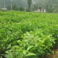 基地直銷嫁接核桃苗 薄皮核桃苗 掛果多優(yōu)質(zhì)核桃苗 大量從優(yōu)