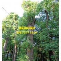 香樟 2015年全新批發(fā)商5公分10公分小苗批發(fā)