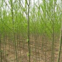 白皮松 國槐 白蠟 青皮垂柳 側(cè)柏
