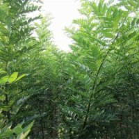 出售文冠果苗、楊樹苗、刺槐苗、七葉樹苗