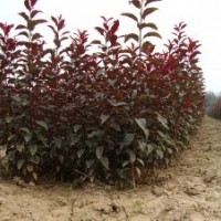 出售紫葉矮櫻 櫻花 優(yōu)質(zhì)風(fēng)景樹