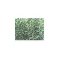 供應(yīng)山杏苗，山桃苗，文冠果，鈣果苗，刺槐苗