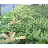 低價處理袋裝楨楠小苗