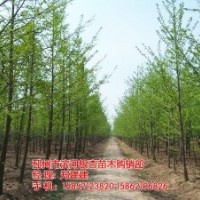 常年供應(yīng)銀杏樹