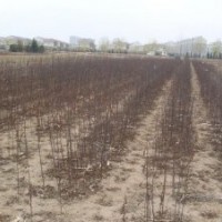 提供優(yōu)質(zhì)花椒樹(shù)苗