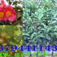 紅花油茶苗 高產(chǎn)紅花油茶 紅花油茶樹 紅花油茶的種植