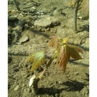 美國(guó)秋火焰紅楓小樹(shù)苗 營(yíng)養(yǎng)杯小苗3.5元/株