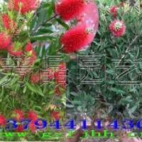 多花紅千層苗 美花紅千層苗 紅千層價(jià)格
