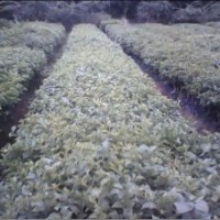 大量出售各種規(guī)格三角梅