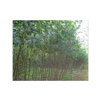 速生楊/速生楊價(jià)格/速生楊小苗種植苗圃