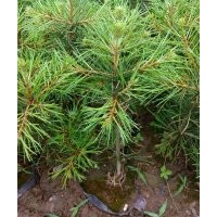 白皮松，油松，華山松