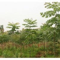 小欒樹苗，欒樹小苗，全冠欒樹苗優(yōu)價(jià)廉！