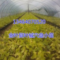 供應(yīng)金葉復(fù)葉槭穴盤(pán)扦插小苗