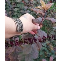 出售紫葉李小苗、50公分-1.5米紫葉李小苗、80公分-1米紫葉李小苗