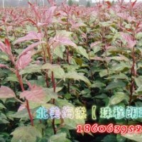 珠穆朗瑪海棠苗木