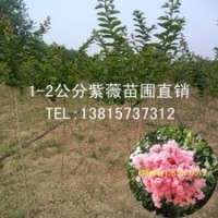 一公分粗紫薇苗木價格