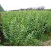 榆葉梅苗圃專營(yíng)質(zhì)優(yōu)價(jià)廉